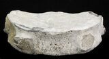 Fossil Whale Cervical Vertebrae - Yorktown Formation #40306-2